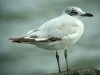 Mediterranean Gull at Westcliff Seafront (Steve Arlow) (83088 bytes)